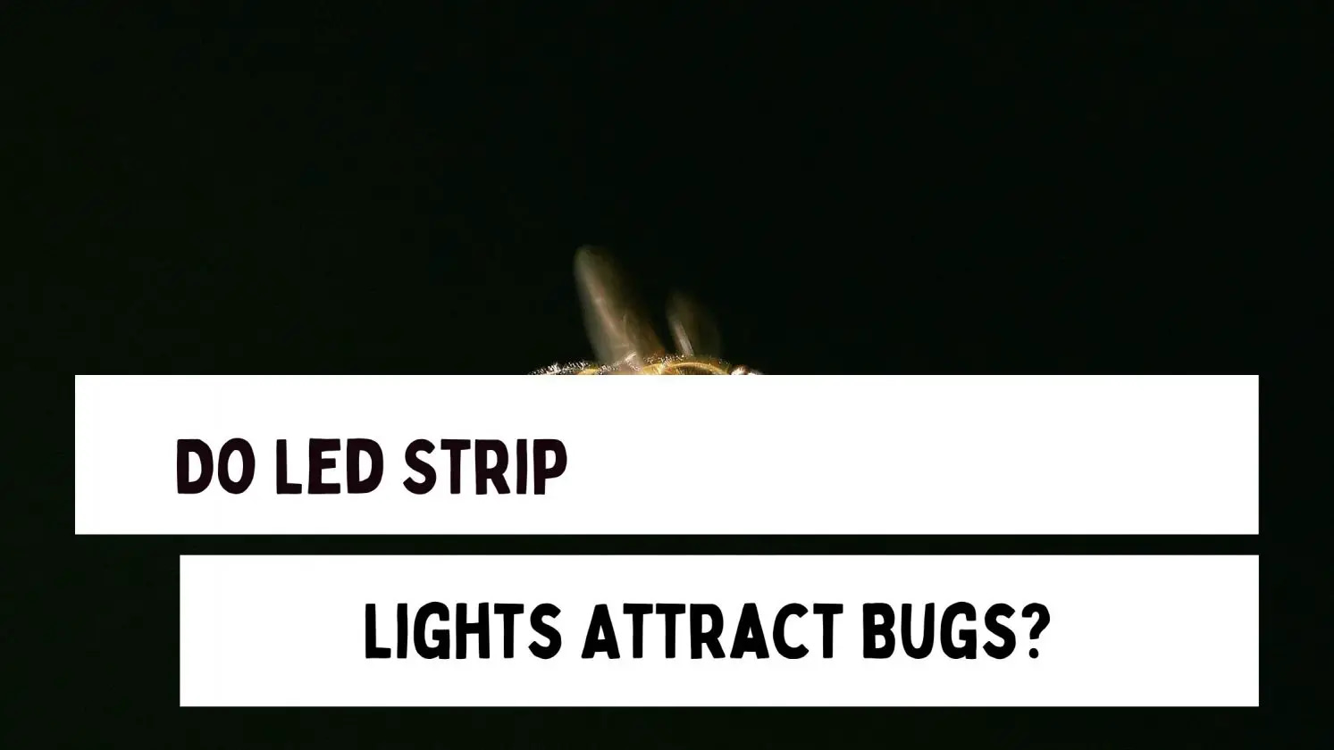 Do strip light attract buygs