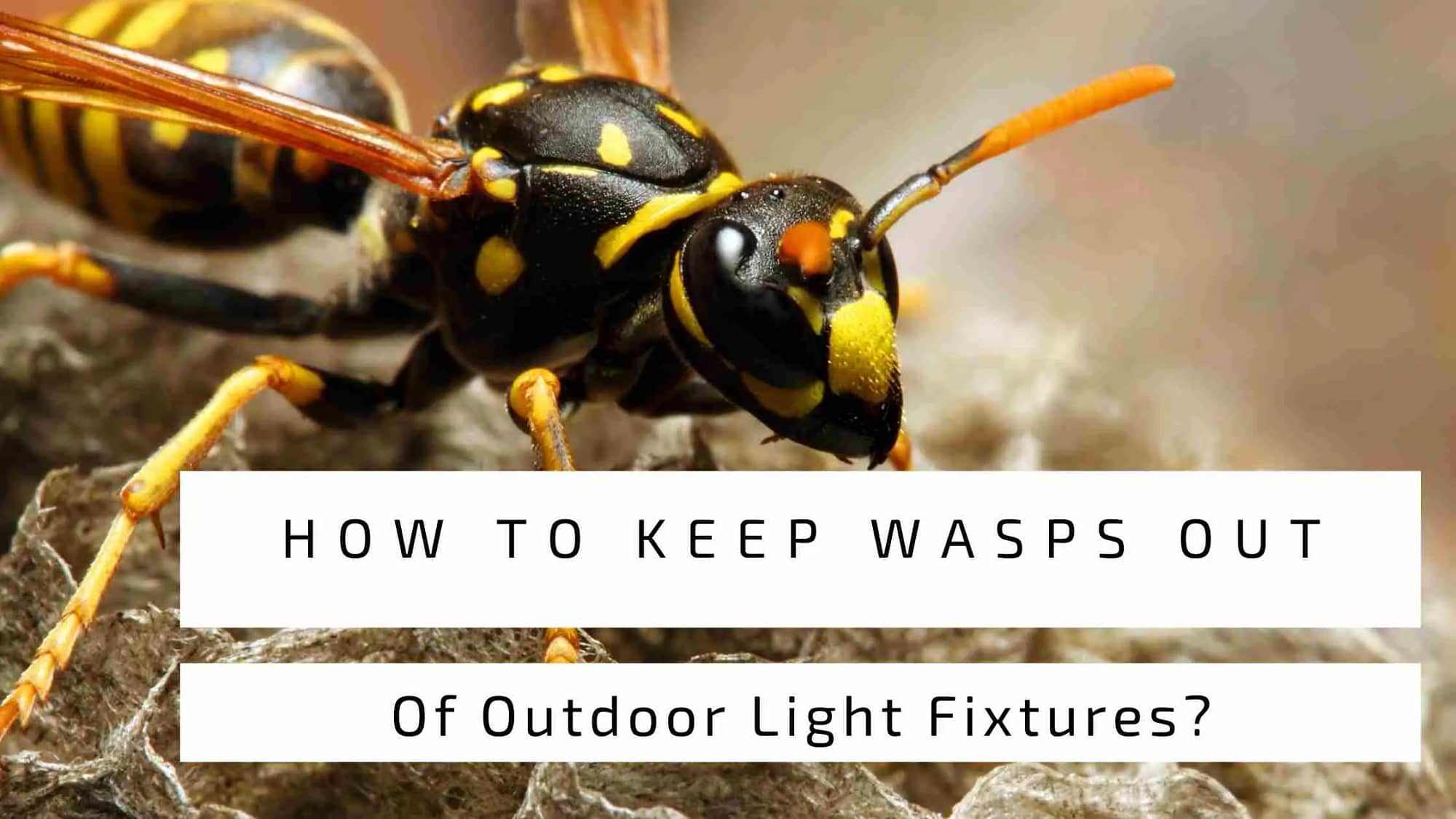 How To Keep Wasps Out Of Outdoor Light Fixtures?